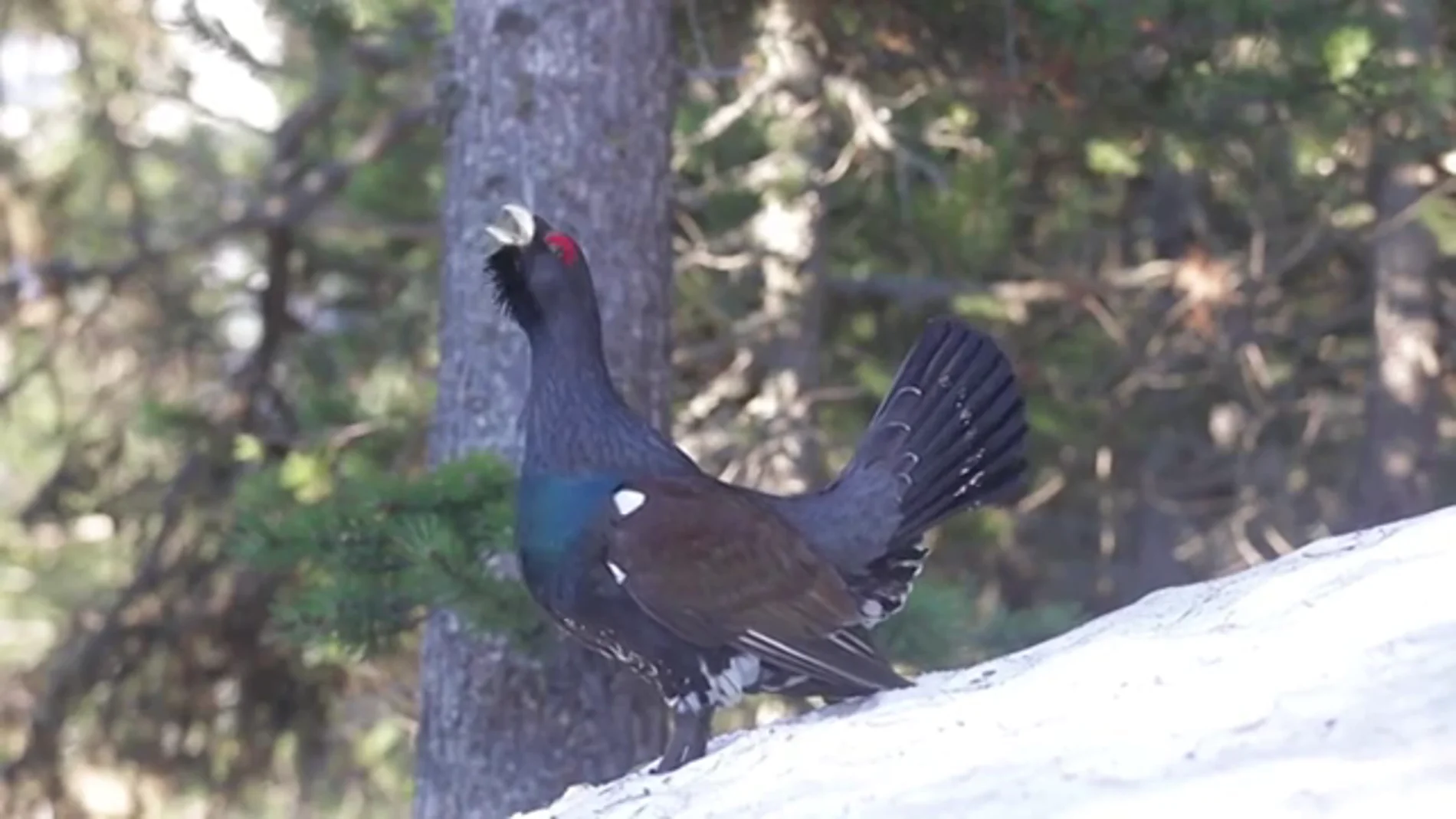 Éxito de reproducción en cautividad del Urogallo, en peligro crítico e extinción Éxito de reproducción en cautividad del Urogallo, en peligro crítico e extinción