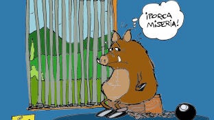 La peste porcina africana reaparece en Espa&ntilde;a tres d&eacute;cadas despu&eacute;s, en la vi&ntilde;eta de Alfredo Boto