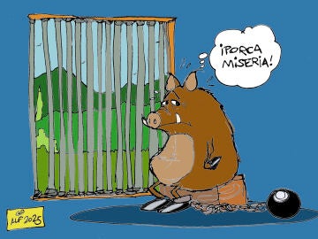 La peste porcina africana reaparece en Espa&ntilde;a tres d&eacute;cadas despu&eacute;s, en la vi&ntilde;eta de Alfredo Boto