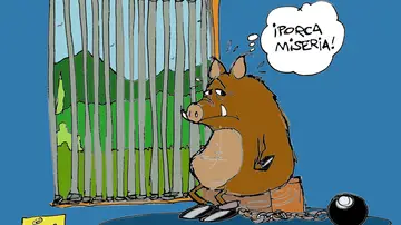 La peste porcina africana reaparece en España tres décadas después, en la viñeta de Alfredo Boto La peste porcina africana reaparece en España tres décadas después, en la viñeta de Alfredo Boto