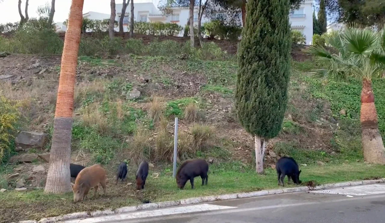 Jabalíes en Cataluña