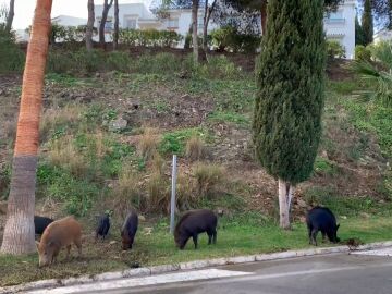 Jabal&iacute;es en Catalu&ntilde;a