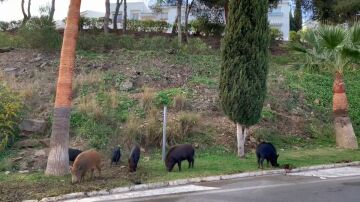 Jabal&iacute;es en Catalu&ntilde;a