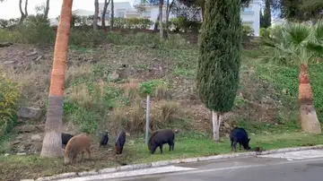 Jabalíes en Cataluña Jabalíes en Cataluña