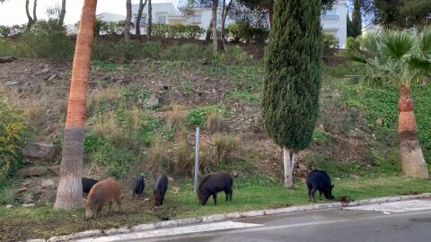 Jabal&iacute;es en Catalu&ntilde;a