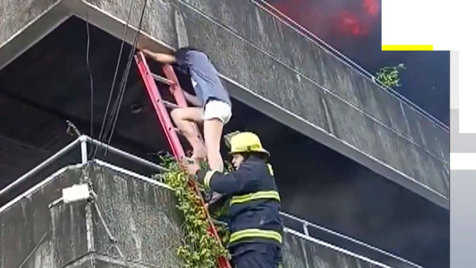 Las angustiosas imágenes de una mujer que lanza a sus perros para salvarlos del fuego