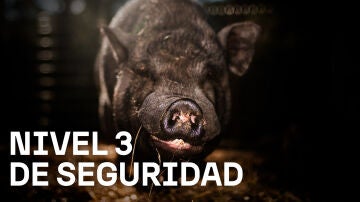 Imagen para la peste porcina africana