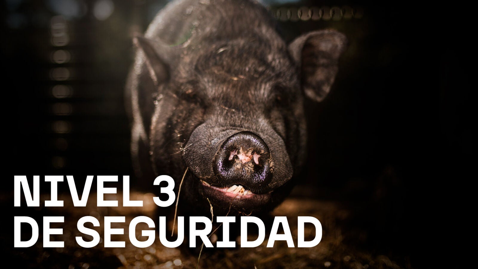 El virus de la peste porcina pudo haber burlado un laboratorio de máxima seguridad: 