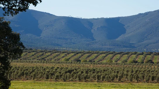 Termina la cosecha del aceite Aove, el más exquisito y selecto del campo español Termina la cosecha del aceite Aove, el más exquisito y selecto del campo español