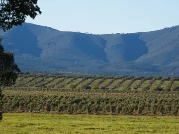 Termina la cosecha del aceite Aove, el más exquisito y selecto del campo español Termina la cosecha del aceite Aove, el más exquisito y selecto del campo español