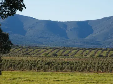 Termina la cosecha del aceite Aove, el más exquisito y selecto del campo español Termina la cosecha del aceite Aove, el más exquisito y selecto del campo español