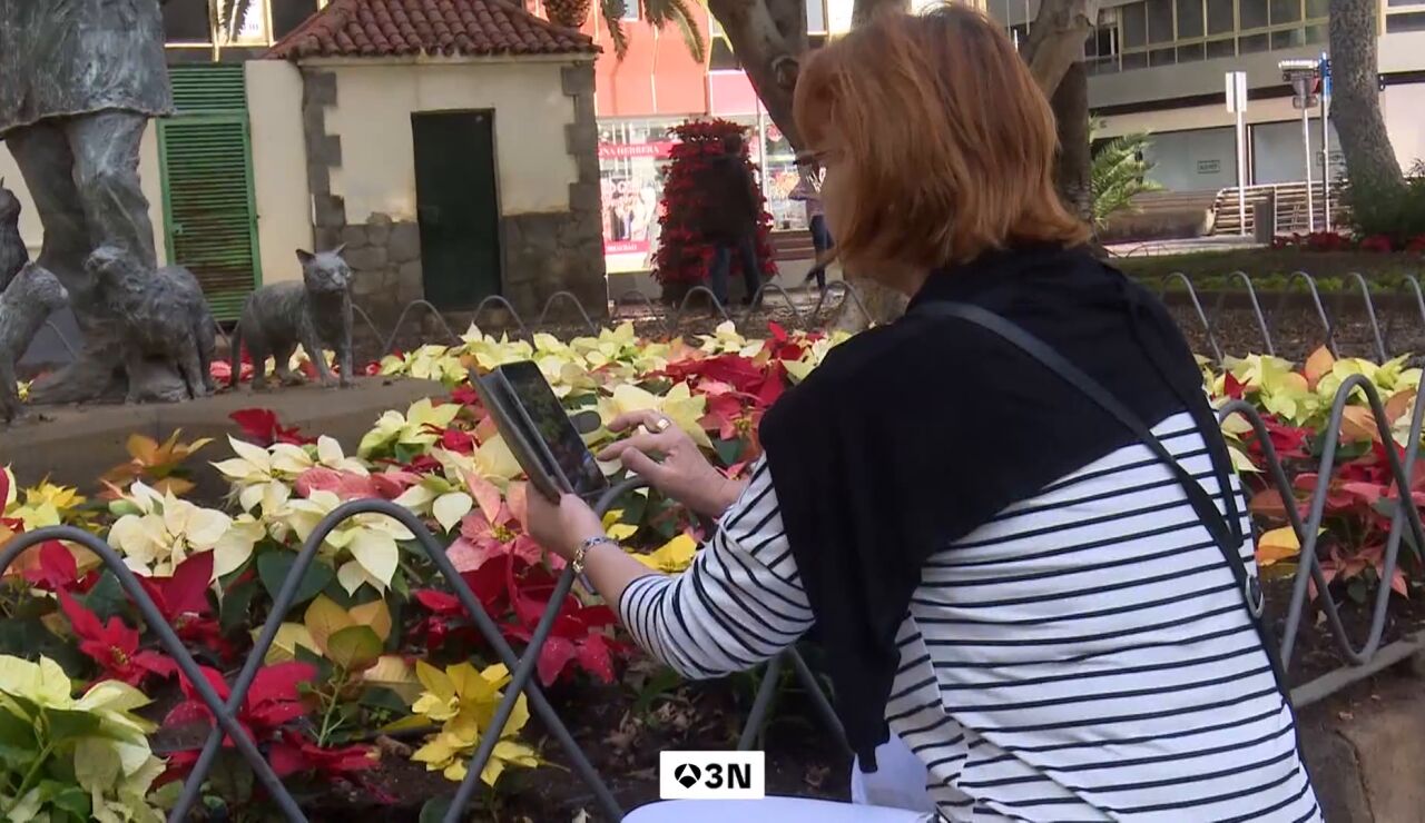 Ni Pap&aacute; Noel se libra: roban 500 flores de Pascua de la decoraci&oacute;n navide&ntilde;a en Las Palmas