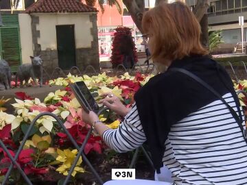 Ni Pap&aacute; Noel se libra: roban 500 flores de Pascua de la decoraci&oacute;n navide&ntilde;a en Las Palmas