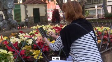 Ni Pap&aacute; Noel se libra: roban 500 flores de Pascua de la decoraci&oacute;n navide&ntilde;a en Las Palmas