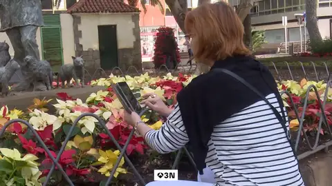 Ni Papá Noel se libra: roban 500 flores de Pascua de la decoración navideña en Las Palmas Ni Papá Noel se libra: roban 500 flores de Pascua de la decoración navideña en Las Palmas