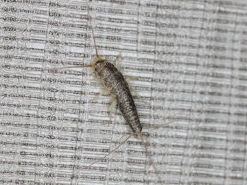 &iquest;Has visto pececillos de plata en tu casa?