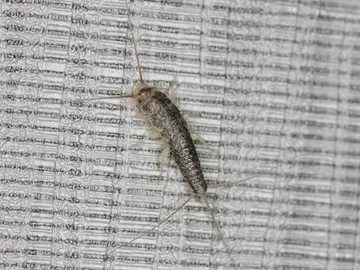 ¿Has visto pececillos de plata en tu casa? ¿Has visto pececillos de plata en tu casa?