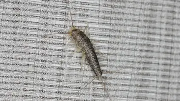 ¿Has visto pececillos de plata en tu casa? ¿Has visto pececillos de plata en tu casa?