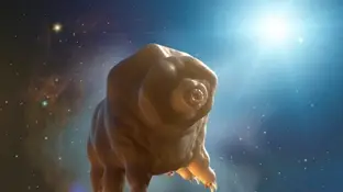 Tardígrado Tardígrado