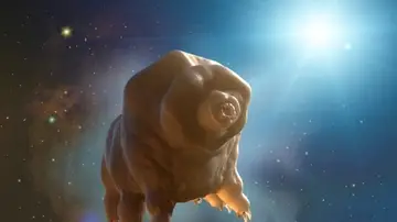 Tardígrado Tardígrado