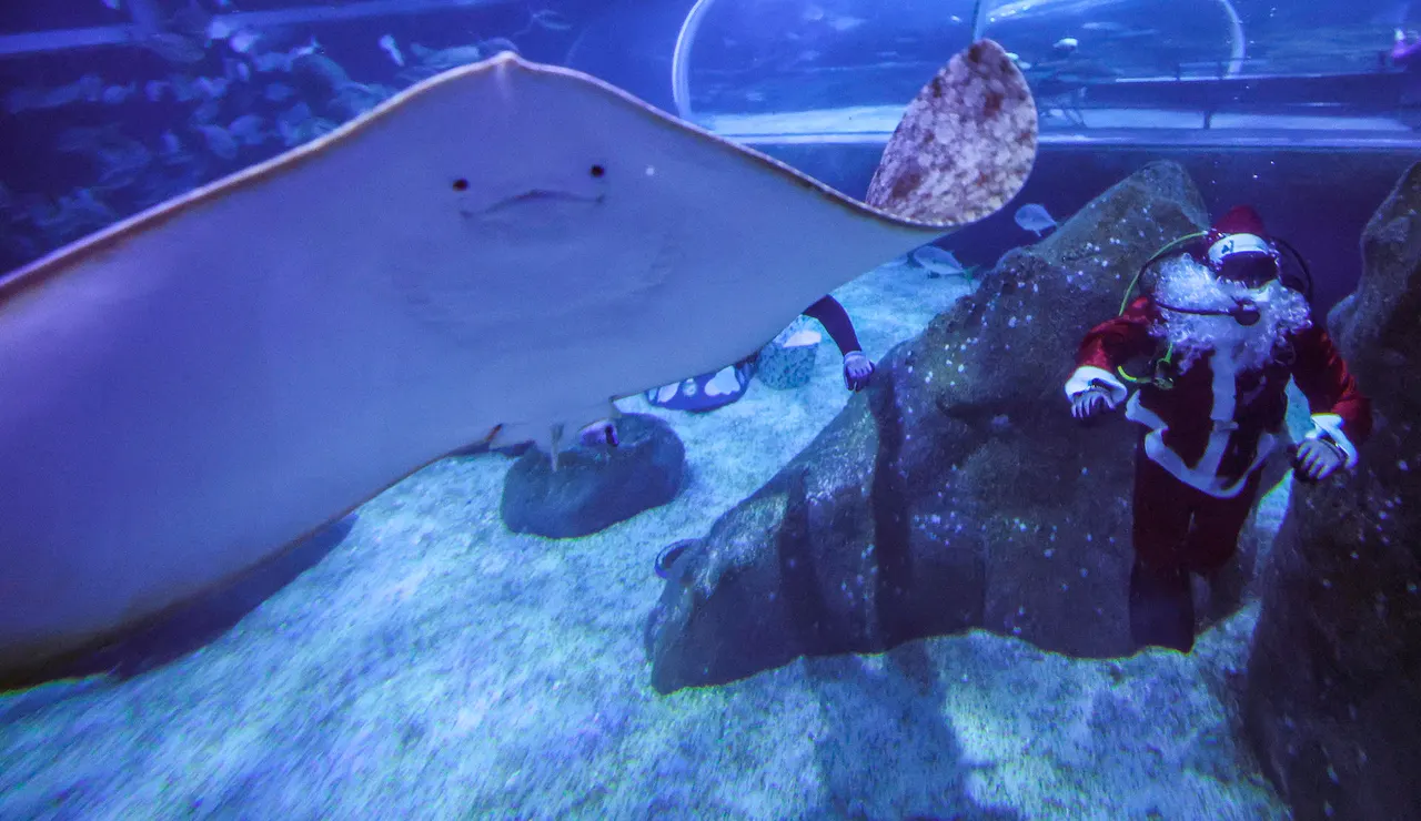 Una persona vestida de Papá Noel bucea con tiburones, rayas y peces en el acuario AquaRio en Río de Janeiro (Brasil)