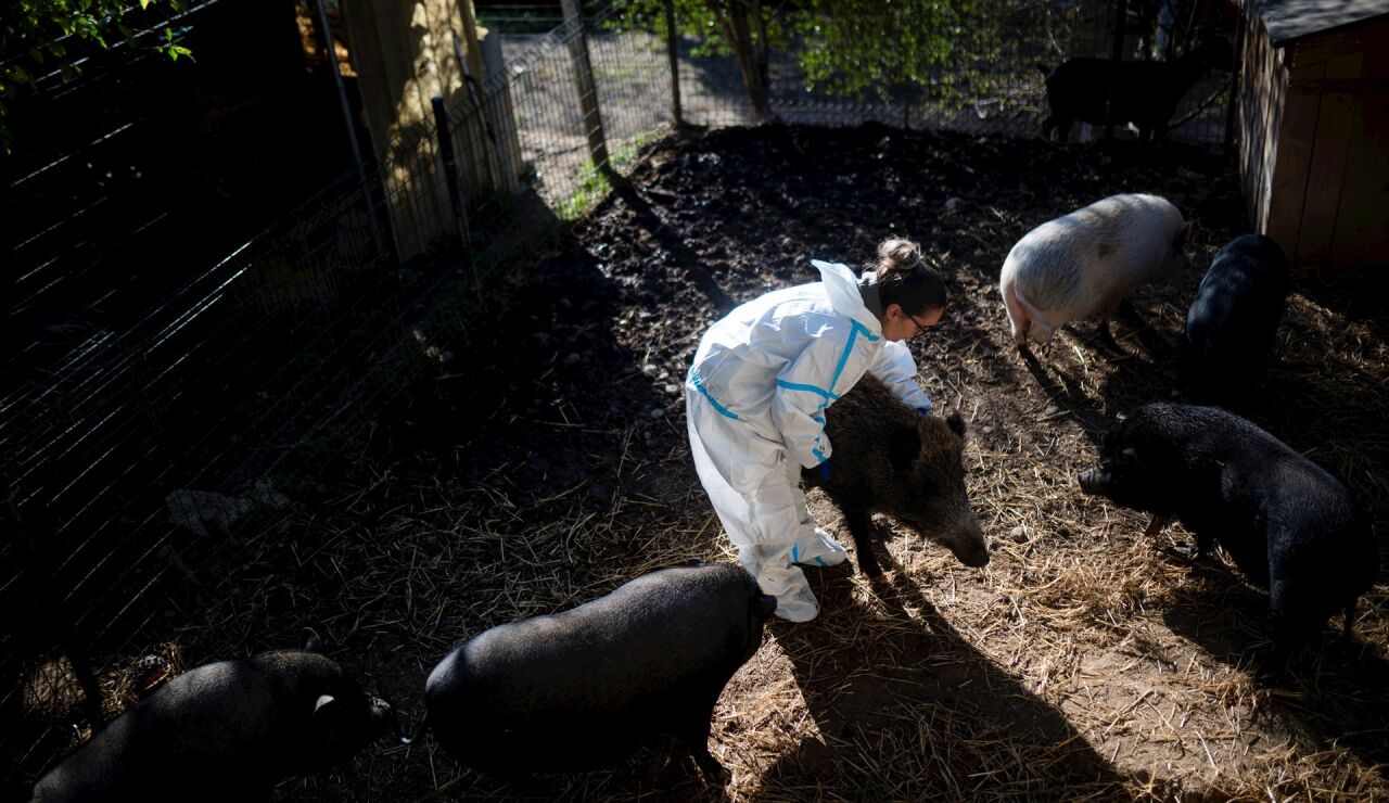 Imagen de archivo de an&aacute;lisis por la peste porcina africana