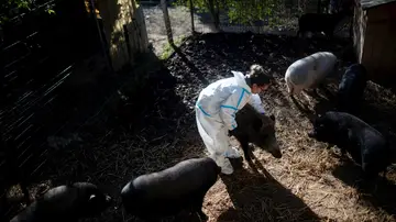 Imagen de archivo de análisis por la peste porcina africana Imagen de archivo de análisis por la peste porcina africana
