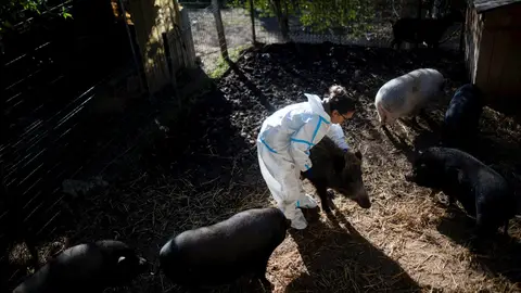 Imagen de archivo de análisis por la peste porcina africana Imagen de archivo de análisis por la peste porcina africana