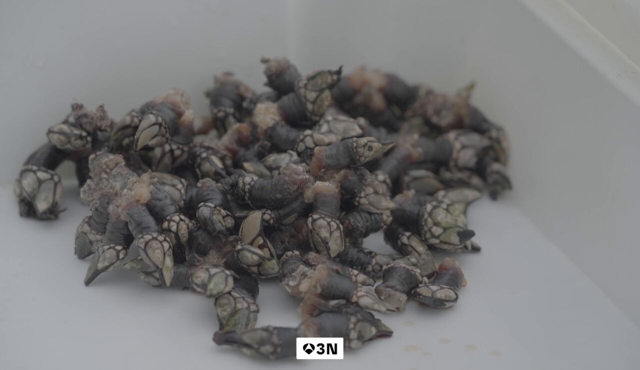 El percebe de Agui&ntilde;o nunca ha estado tan caro: 336 euros el kilo 