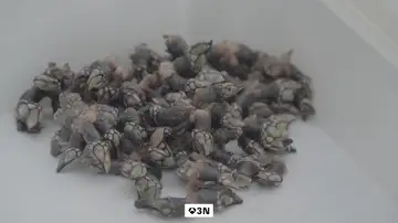 El percebe de Aguiño nunca ha estado tan caro: 336 euros el kilo El percebe de Aguiño nunca ha estado tan caro: 336 euros el kilo