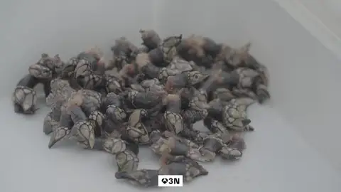 El percebe de Aguiño nunca ha estado tan caro: 336 euros el kilo El percebe de Aguiño nunca ha estado tan caro: 336 euros el kilo