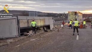 Un cami&oacute;n con 170 cerdos vuelca en la A-22 en Monz&oacute;n (Huesca)