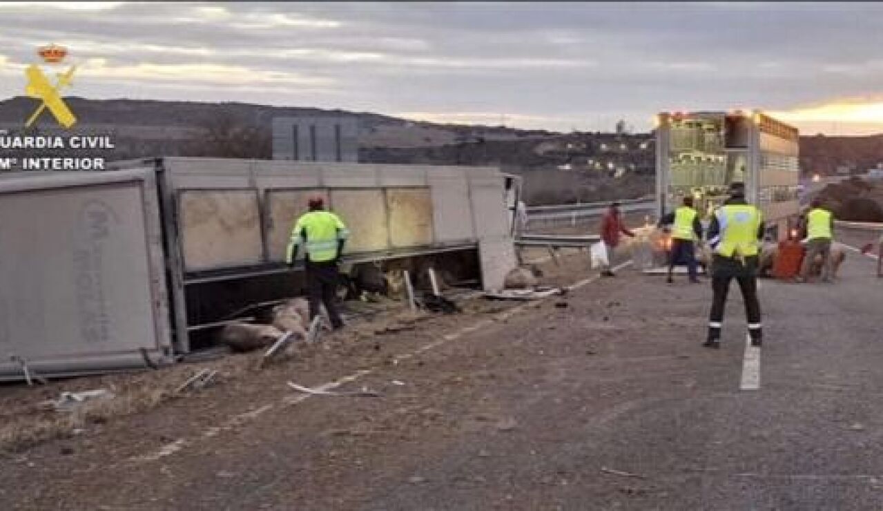 Un cami&oacute;n con 170 cerdos vuelca en la A-22 en Monz&oacute;n (Huesca)