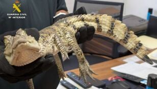 El caim&aacute;n yacar&eacute; que fue soltado en el pantano de Almansa