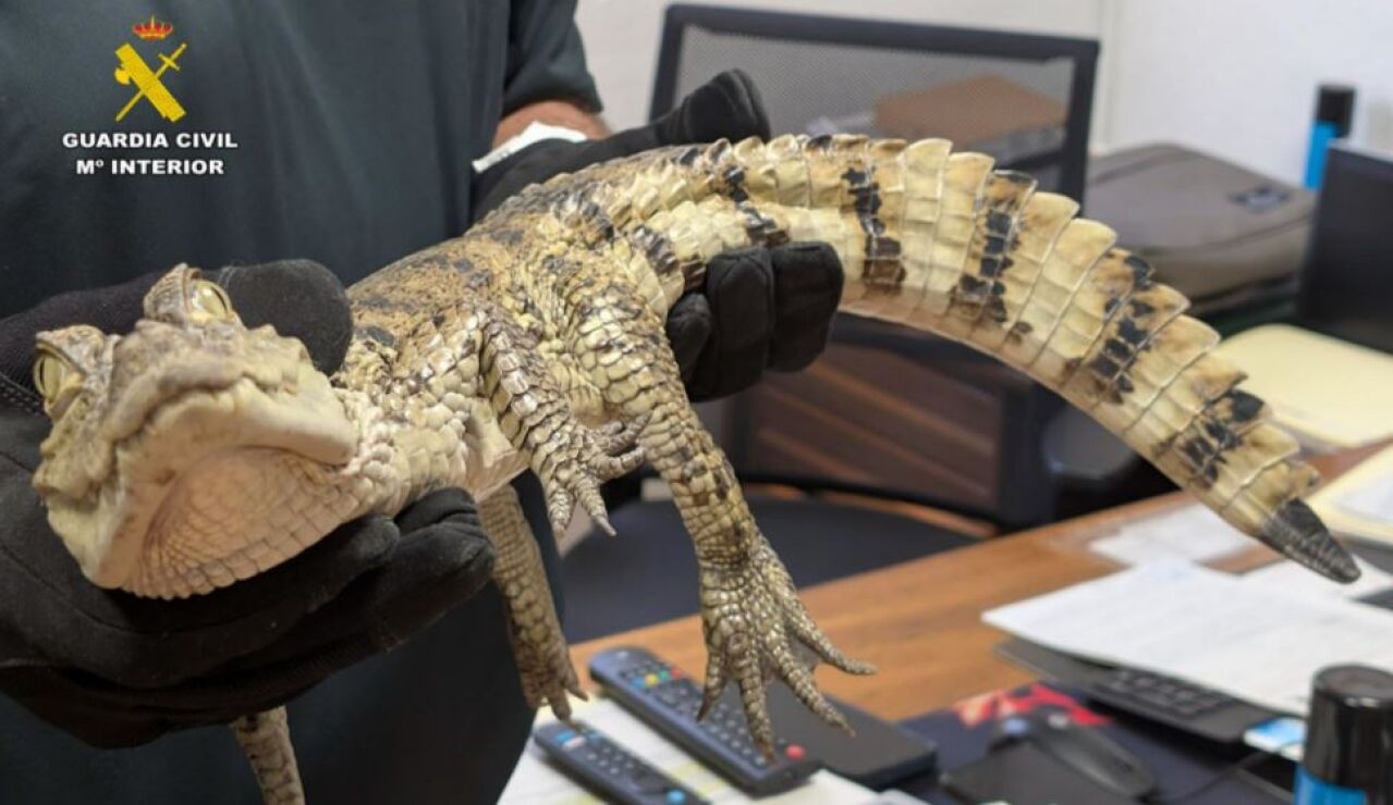 El caim&aacute;n yacar&eacute; que fue soltado en el pantano de Almansa