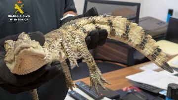 El caim&aacute;n yacar&eacute; que fue soltado en el pantano de Almansa