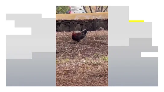 Gallos y gallinas campan a sus anchas en un barrio de Las Palmas Gallos y gallinas campan a sus anchas en un barrio de Las Palmas
