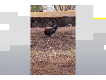 Gallos y gallinas campan a sus anchas en un barrio de Las Palmas