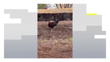 Gallos y gallinas campan a sus anchas en un barrio de Las Palmas