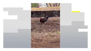 Gallos y gallinas campan a sus anchas en un barrio de Las Palmas Gallos y gallinas campan a sus anchas en un barrio de Las Palmas