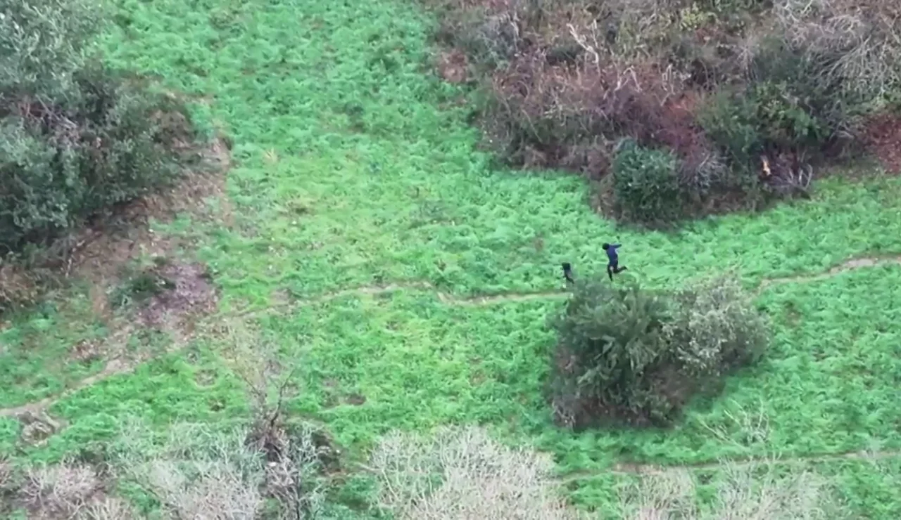 Desmantelan una plantación de marihuana en Navarra