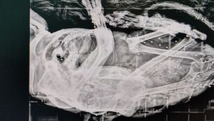 Hallan un gato con m&aacute;s de 50 disparos de perdigones en su cuerpo en Polanco