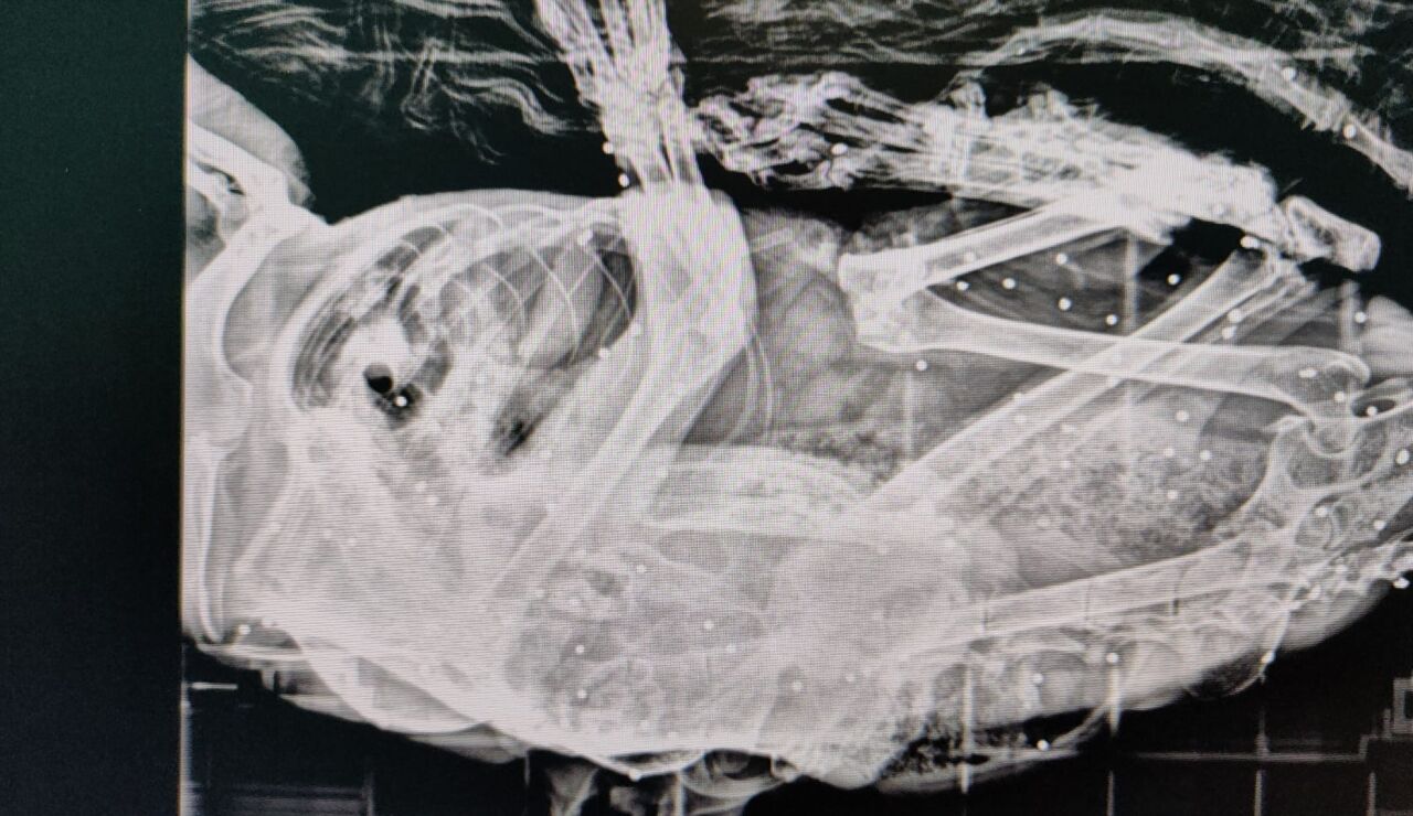 Hallan un gato con m&aacute;s de 50 disparos de perdigones en su cuerpo en Polanco