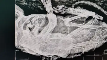 Hallan un gato con más de 50 disparos de perdigones en su cuerpo en Polanco Hallan un gato con más de 50 disparos de perdigones en su cuerpo en Polanco