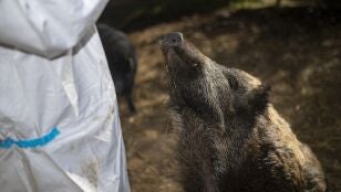 Un jabal&iacute; en Barcelona