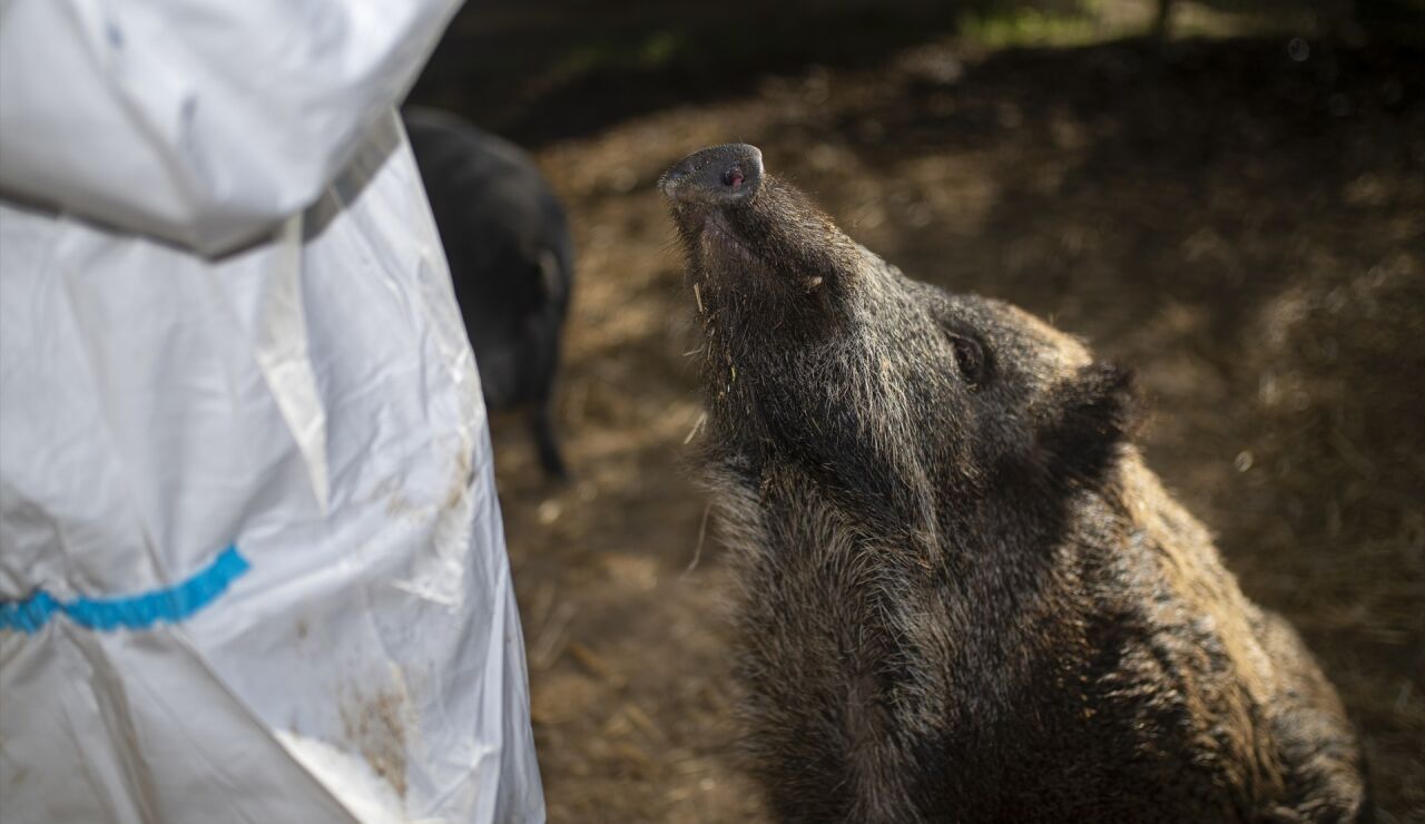 Un jabal&iacute; en Barcelona