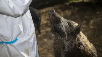 Un jabalí en Barcelona Un jabalí en Barcelona