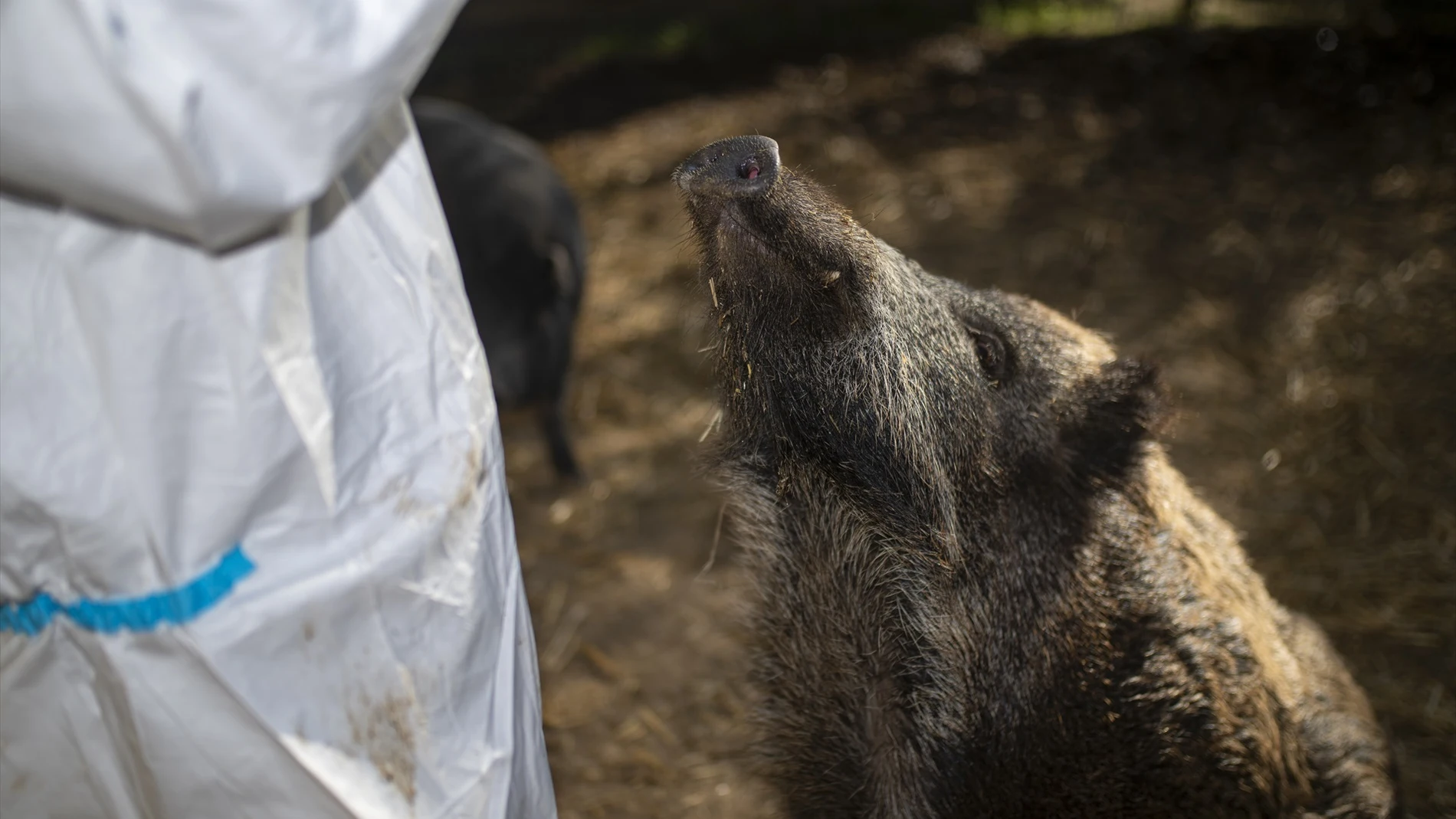 Un jabalí en Barcelona Un jabalí en Barcelona