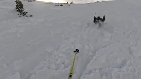 Momento en el que una esquiadora graba un alud junto a su perro Momento en el que una esquiadora graba un alud junto a su perro