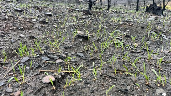 Brotes verdes tras los incendios en Galicia